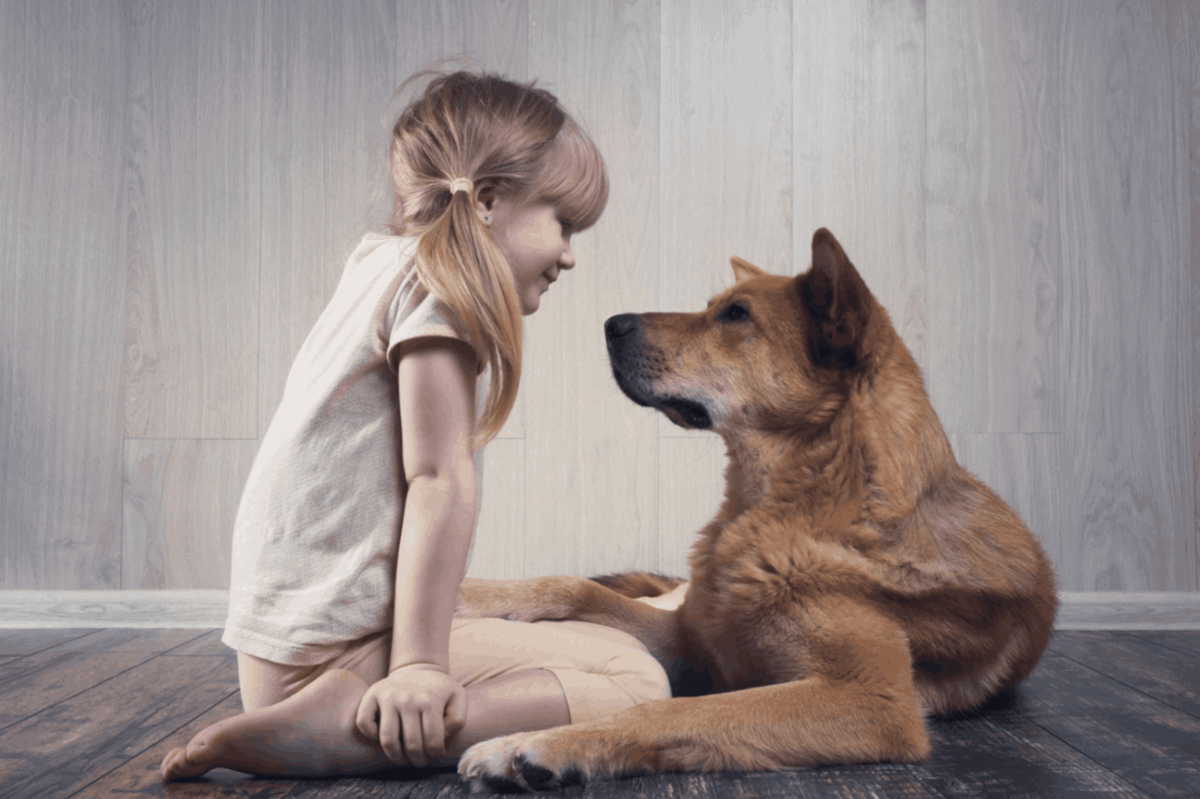 Girl smiling at dog indoors, hardwood floor.