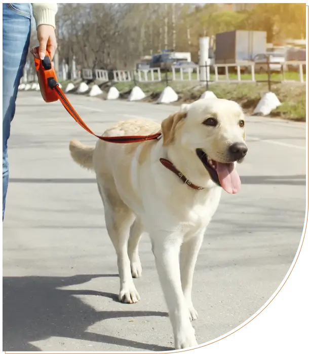 A happy dog on a leash walking outdoors on a sunny day.